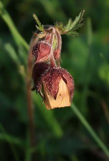 geum rivale