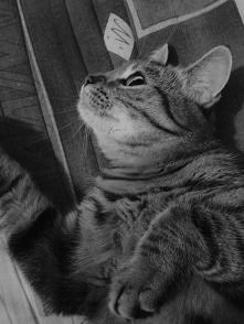 kicia