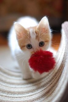 miauuuu