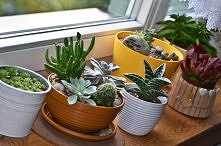 Mój parapet
zapraszam na bloga o roślinach doniczkowych (kliknij na zdjęcie)