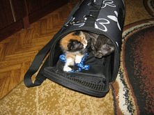 Tosia żegna się z rodzeństwem.(idzie do nowego domku)