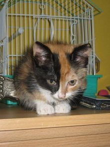 Zosiaczek <3 mały rozbójnik (dzikusek)