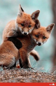 kocham zwierzaczki :)