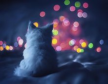 Waiting for the night to fall