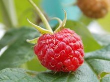 wrzesniowa malinka, smakowaly pamietam ;)