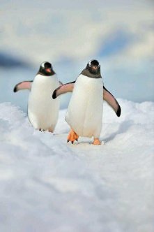 Szybciej, Stefan, bo zaczną bez nas