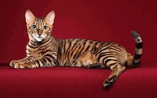 Toyger ♥