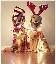 Ale mi się chce spać.
Kultury trochę,jesteśmy w internecie zachowuj się.