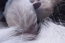 3 dniowy szczeniak ;)