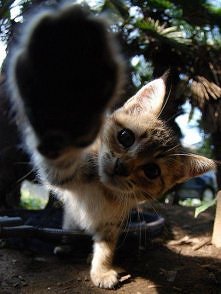 Kotek =^.^=