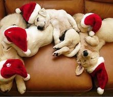 takie prezenty na mikołajki ;)