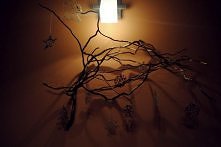 gałązki wierzby mandżurskie...