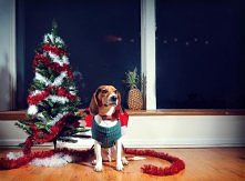 Piękne świąteczne zdjęcie. Szkoda tylko, że mój pies nie lubi pozować do zdjęć. :D