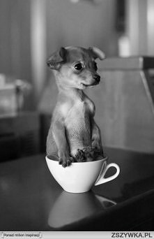 /)/)
(._.)
(")(")...