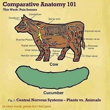 Przecież rośliny też czują.