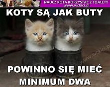 Koty są jak buty.... 
powinno się mieć minimum dwa