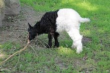 czarna czy biała he??