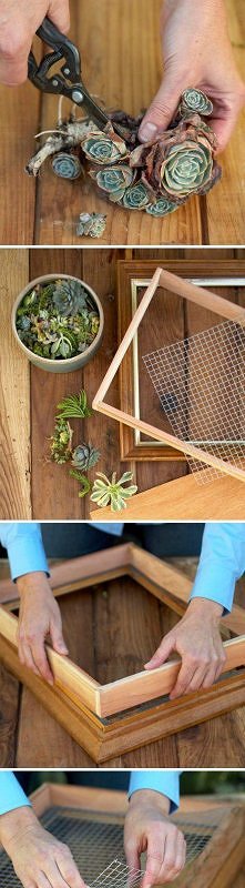 Obrazek z sukulentów . Nie ...