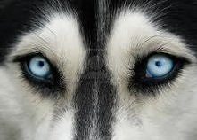 Te oczka. ♥Husky♥