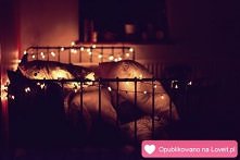 Świątecznieee.. :D