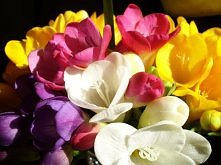 Frezje. Moje ulubione kwiaty.