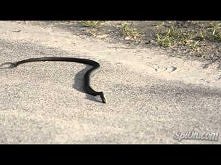 STOP! Nakurwiam węgorza hah...