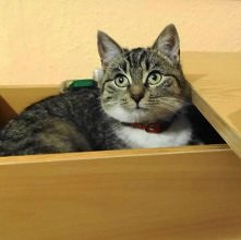 Kocio Psotnik 4 .... Kot sz...