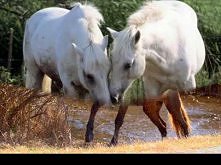 Natasha Bedingfield - Wild ...