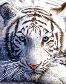 czytam teraz klątwę tygrysa i co chwila zakochuje się w tych kotach od nowa <3