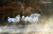 Araby wszędzie araby *-*