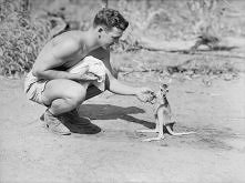 From the archives at the Australian War Memorial: An American soldier with a joey in 1942