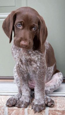 German Shorthaired Pointer ...