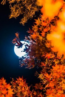 Autumn Moon
