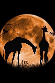 Giraffes at Full Moon