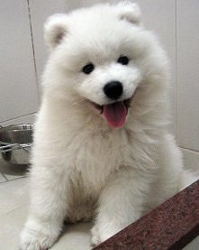 samoyed