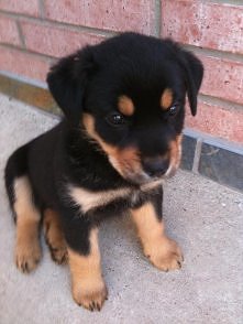 mam takiego samego :D