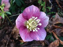 Ciemiernik zakwitł na Nowy Rok