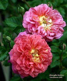 róża "Christopher Marlowe"