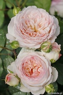 "Stephanie Baronin zu Guttenberg" - to przepiekna roza z grupy roz patio