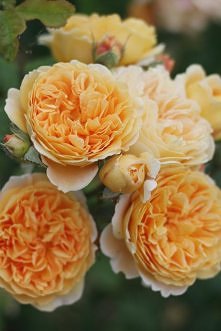 'Crown Princess Margareta'