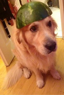 Je m appelle KENZO :)