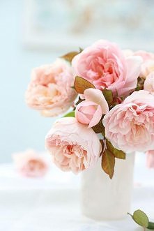 "Pink Gruss an Achen"