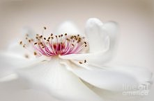 "Jacqueline du Pre" - piękna i delikatna jak.... Jacqueline du Pre. :D