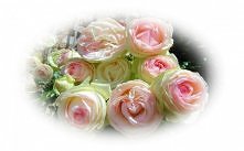 "Pierre de Ronsard / Eden" różane arcydzieło. Austin niech pęka z zazdrości. :D