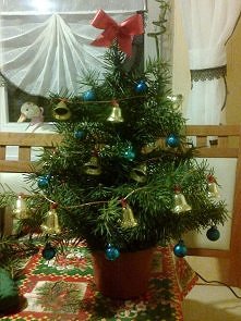 A dlaczegóż by nie zrobić sobie samemu żywej choinki? Tak poświątecznie :)