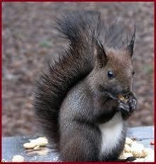 Lubicie wiewiórki ?? :D