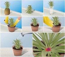 jak zasadzić ananasa