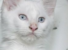 Oto mój kot, zwie się Firenzo  i jest Maine Coonem <3 :D Ale niestety głuchy.. :/