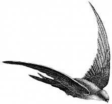 Salangane Swallow 1869