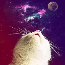 galaxy cat